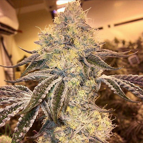 Professor Trichome Seeds - Wedding Cake