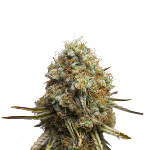 Seed Stockers Seeds - Wedding Glue