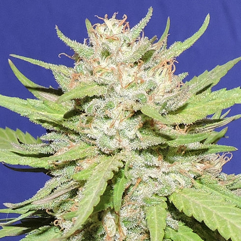 Original Sensible Seeds - Wedding Cake