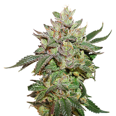 Seed Stockers Seeds - Wedding Cake