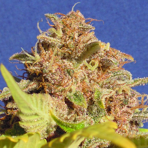 Original Sensible Seeds - Auto Wedding Cake