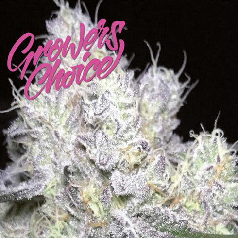 Growers Choice - Wedding Cake x Frosty Gelato