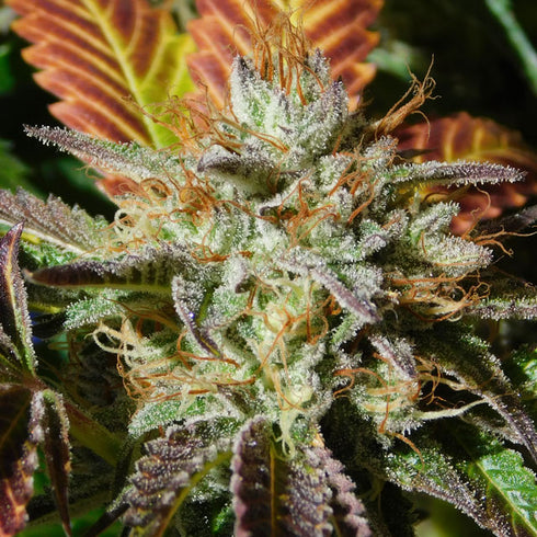 Original Sensible Seeds - Wedding Cookies