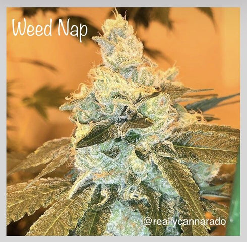 Cannarado Genetics - Weed Nap