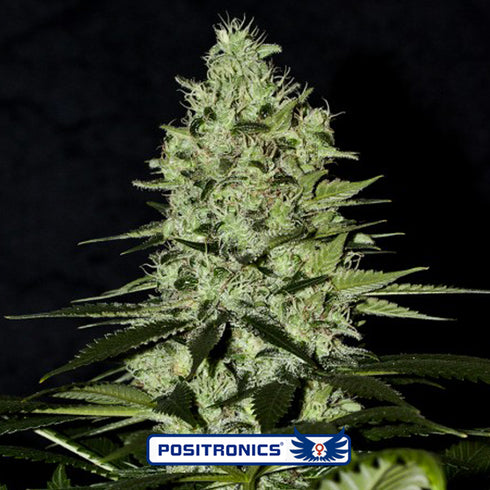 Positronic Seeds - Wernard Express