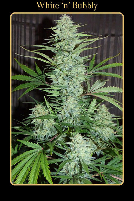 Mephisto Genetics - White 'n' Bubbly Auto