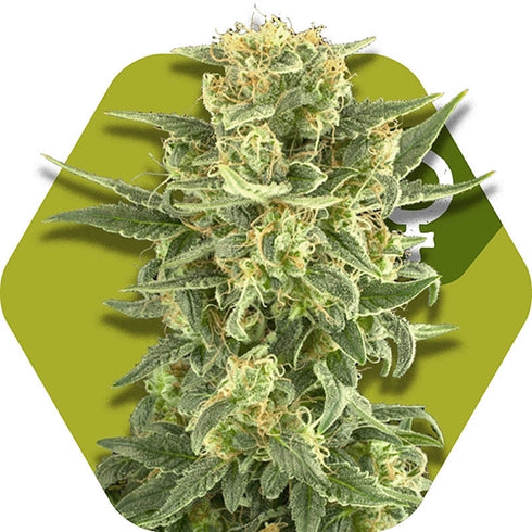 Zambeza Seeds - White Cheese F.F