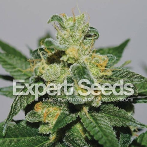 Expert Seeds - White Gold