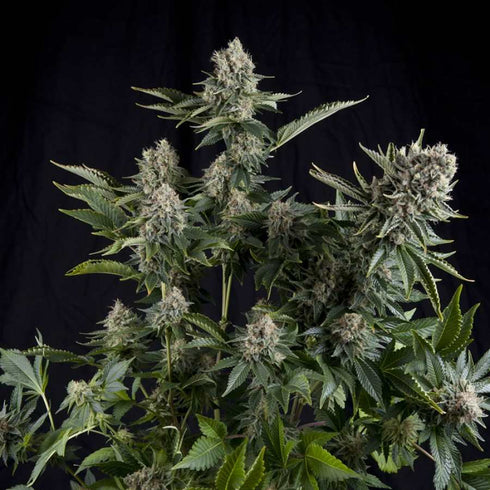 Pyramid Seeds - White Widow
