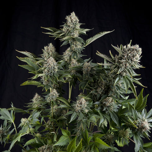 Pyramid Seeds - White Widow CBD
