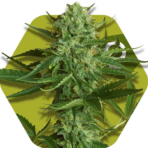 Zambeza Seeds - White Widow Haze