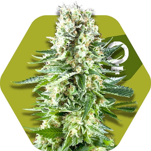 Zambeza Seeds - White Widow XL