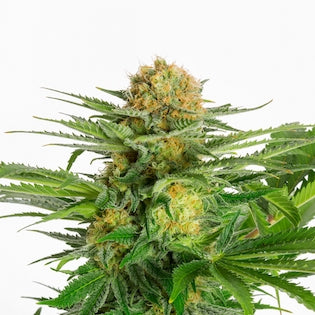 Kannabia Seeds - White Domina
