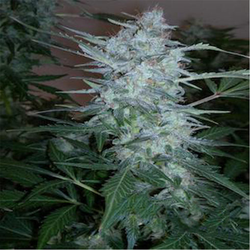 Flash Seeds - Super Blueberry Haze Auto