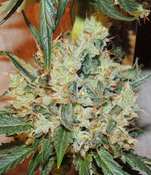 Karma Squad - White Sumo