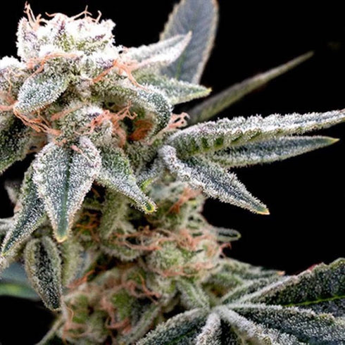 DNA Genetics - White Alien (GYO Collection)