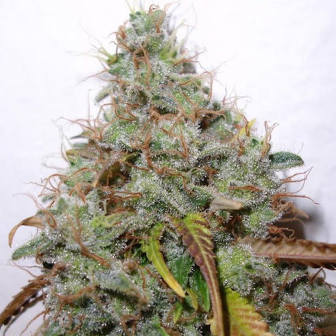 Paradise Seeds - White Berry