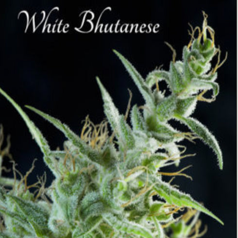 Mandala Seeds - White Bhutanese