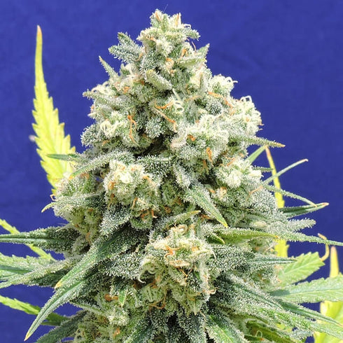 Original Sensible Seeds - White Critical
