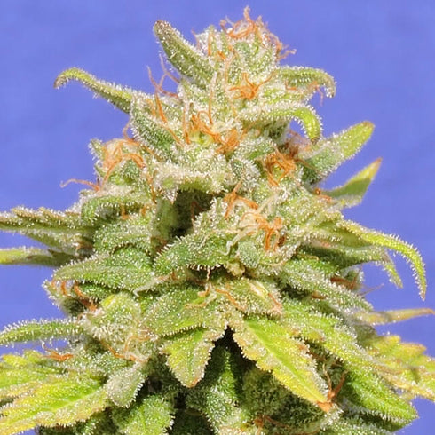 Original Sensible Seeds - White Crystal Meth Auto
