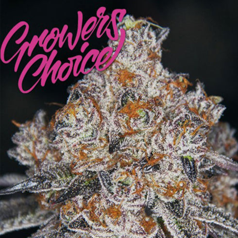 Growers Choice - White Fire Gelato