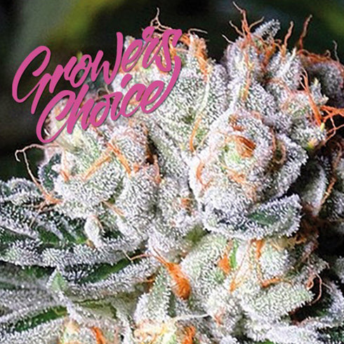 Growers Choice - White Fire O.G.