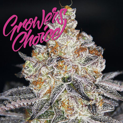 Growers Choice - White Fire Punch