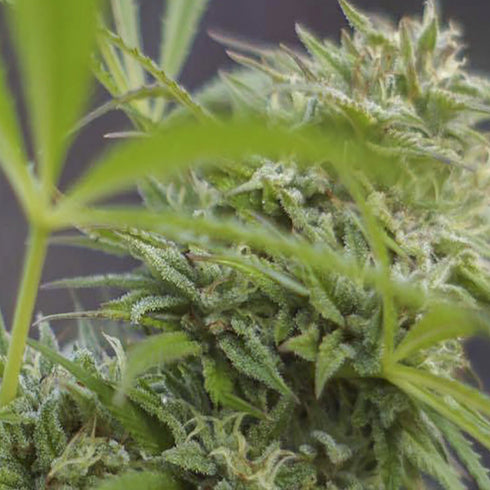 Digital Genetics - White Fire Widow OG