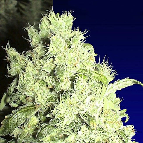 Ceres Seeds - White Indica