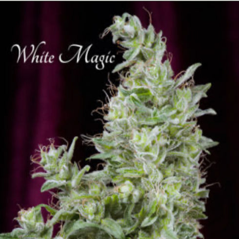 Mandala Seeds - White Magic