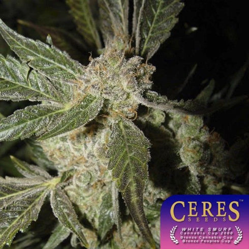 Ceres Seeds - White Panther