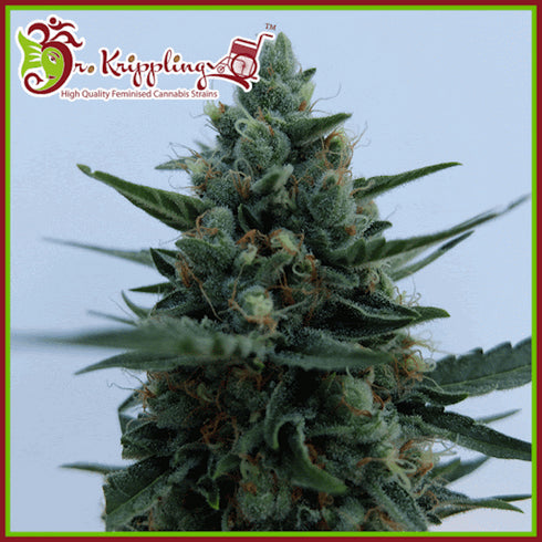 Dr Krippling Seeds - White Rush Auto