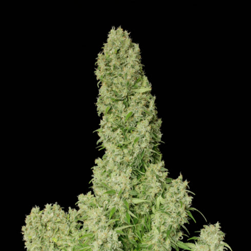 Serious Seeds - White Russian