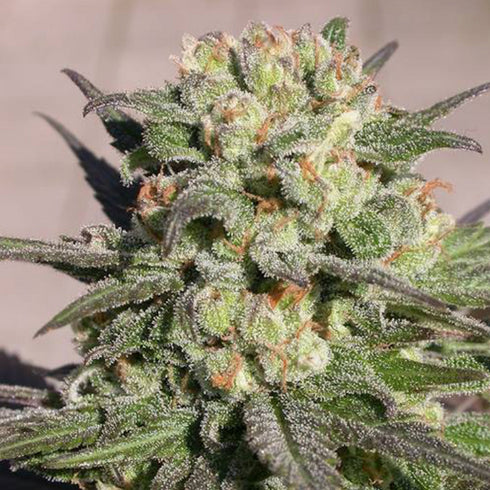 Serious Seeds - White Russian Auto