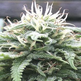 Flying Dutchmen - Aurora B