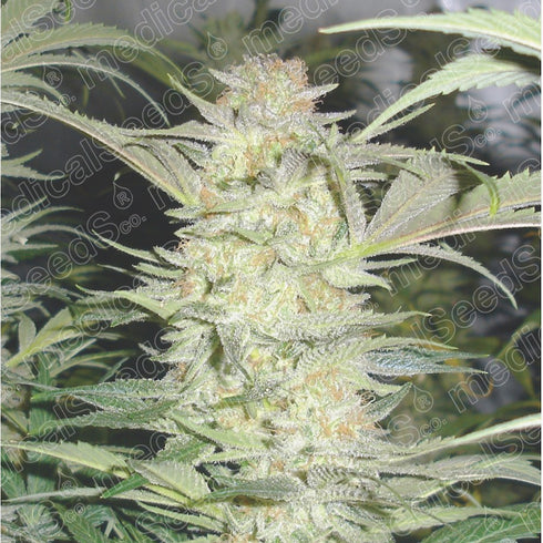 Medical Seeds - White Widow