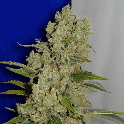 Ceres Seeds - White Widow