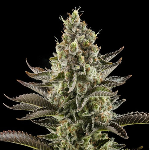 Dinafem Seeds - White Widow