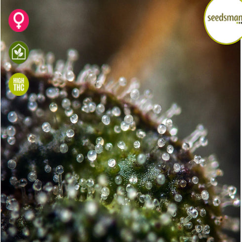 Seedsman - White Widow