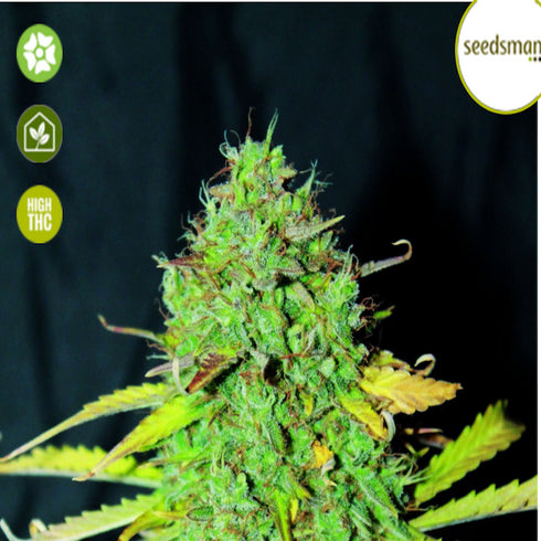 Seedsman - White Widow Auto