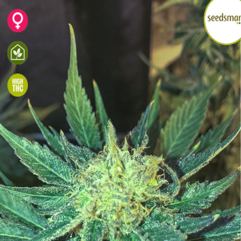 Seedsman - White Widow FAST