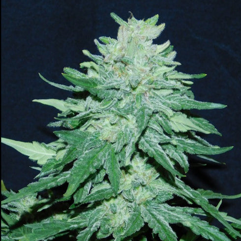 Female Seeds - White Widow x Big Bud Auto