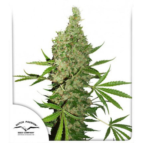 Dutch Passion - White Widow x The Ultimate
