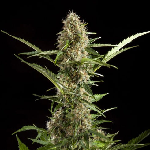 Philosopher Seeds - White Yoda Auto