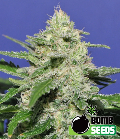 Bomb Seeds - Widow Bomb