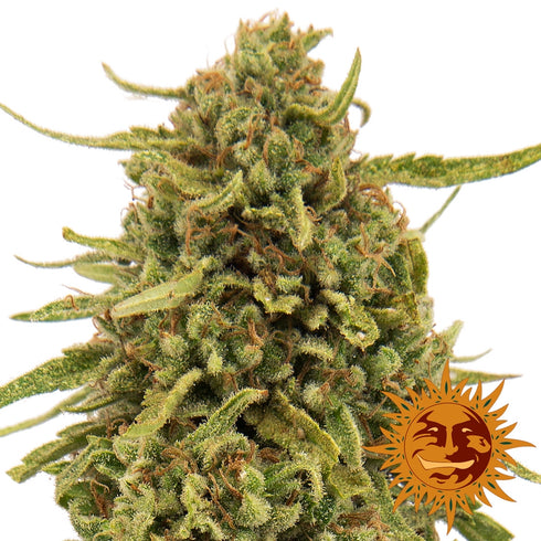 Barney's Farm Seeds - Widow Remedy