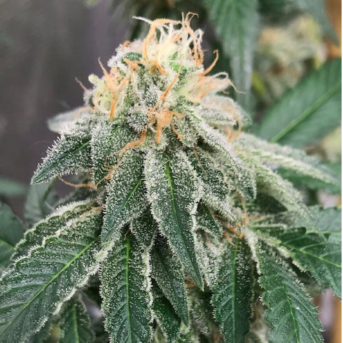 Old School Genetics - Widow Road