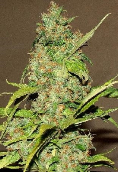 Sagarmatha Seeds - Wonderberry