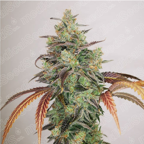 Medical Seeds - Y Griega CBD
