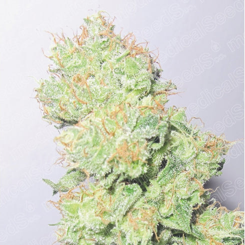 Medical Seeds - Y Griega